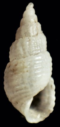 Famiglia Pyramidellidae